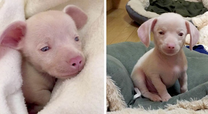 Het verhaal van Piglet, het kleine roze hondje dat kinderen helpt om allerlei diversiteiten te accepteren