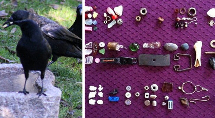 Questa bambina custodisce tutti i regali che riceve da un gruppo di corvi che nutre da 4 anni