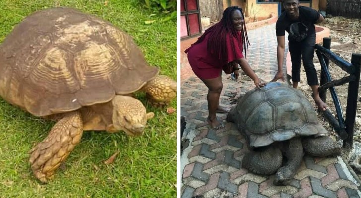 Het schildpad Alagba is overleden: hij was 344 jaar oud en was het oudste landdier op de planeet