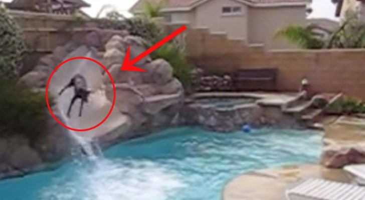 Das unglaubliche Verhalten eines Dobermanns auf der Wasserrutsche