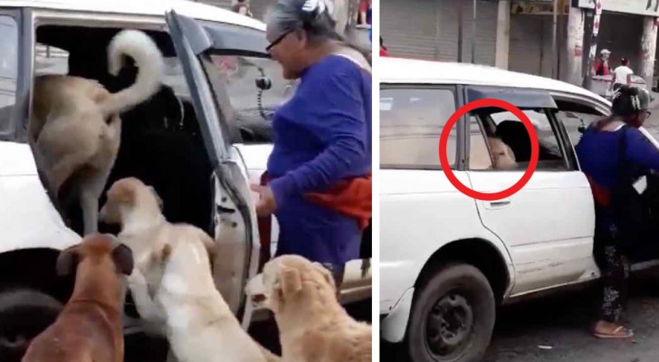 Un tassista fa salire sulla sua macchina 8 cani randagi che un'anziana signora ha deciso di portare a casa