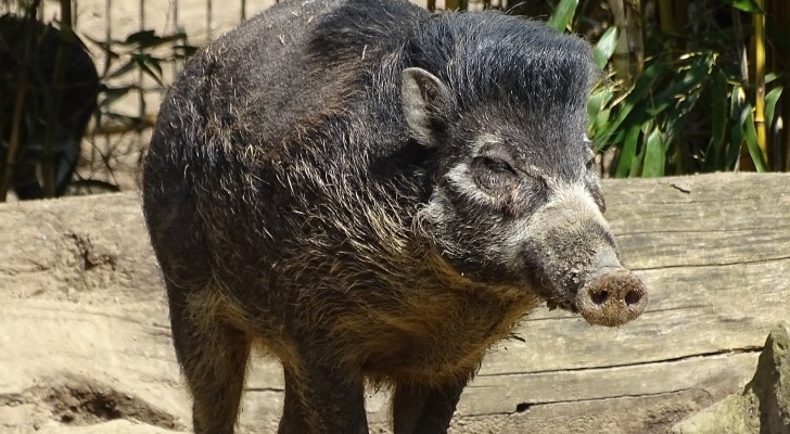 Zum ersten Mal filmten Wissenschaftler Wildschweine, die mit Stöcken Löcher graben