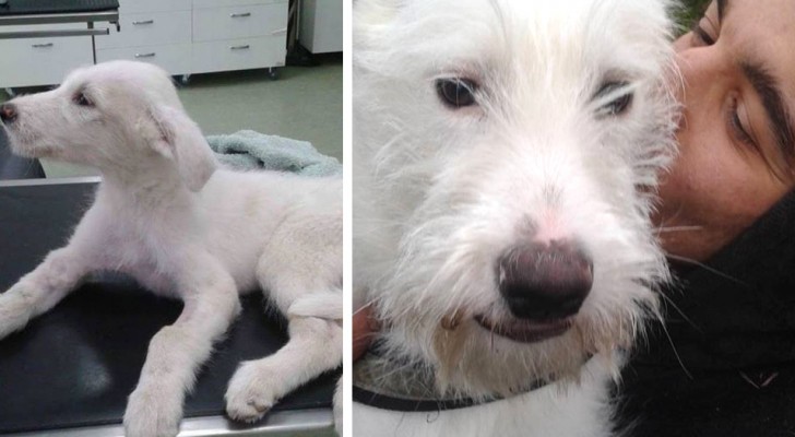 Dopo essere stata abbandonata in un sacco, questa cagnolina è stata salvata e adottata da una nuova famiglia