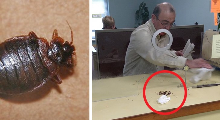 Das Gemeindeamt weigert sich, ihm bei der Bekämpfung von Schädlingen zu helfen: Er rächt sich, indem er die Käfer auf der Theke freilässt