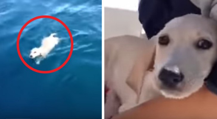 A puppy that had fallen from a cruise ship is saved after swimming in the open sea for hours