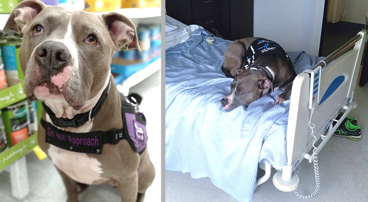 Esta cachorrinha se recusou a deixar o quarto de hospital da mulher a qual salvou a vida