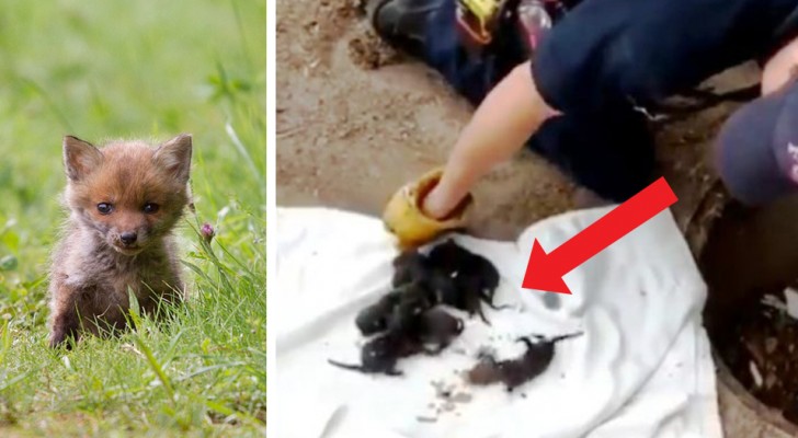 I pompieri salvano 8 cuccioli di cane abbandonati in un tombino, ma poi si accorgono che si tratta di volpi rosse