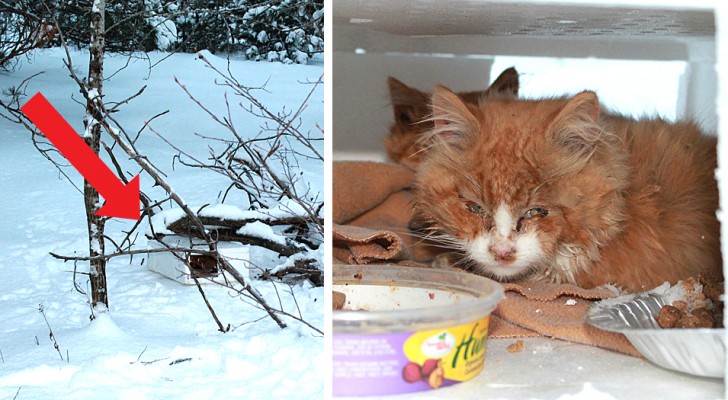 Ein Mann sieht eine Kiste im Schnee und findet zwei Kätzchen, die sich selbst überlassen sind, fast erfroren