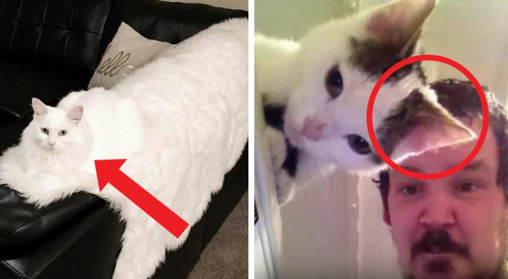 15 fotos de gatos que se han fusionado completamente con el ambiente que los rodea