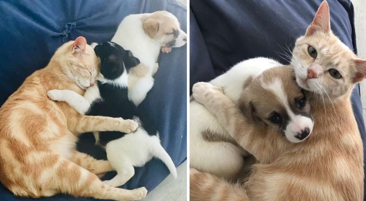 La storia di Kathryn, la gattina che ha deciso di adottare dei cuccioli di cane come fossero suoi figli