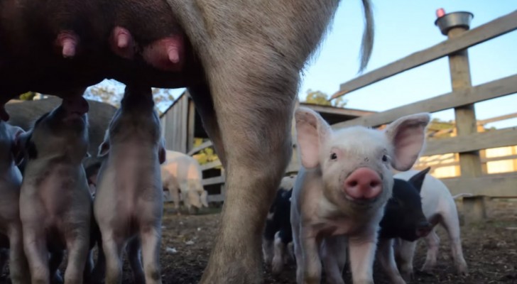 Salvati nel giorno stesso della macellazione: la commovente storia di una famiglia di maialini