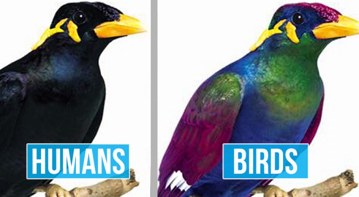 Ces images montrent la différence entre la façon dont les humains voient le monde et celle des oiseaux