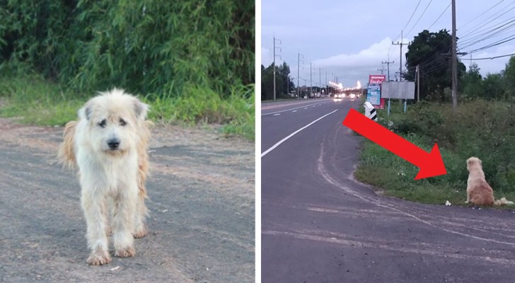 Deze hond wacht 4 jaar op dezelfde plaats op zijn baasjes: een vrouw die er woont besluit hem te adopteren