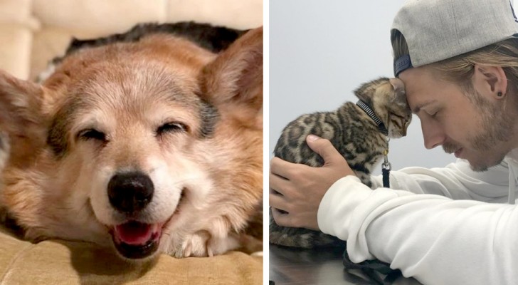 23 animals that with their tenderness have made their human friends smile