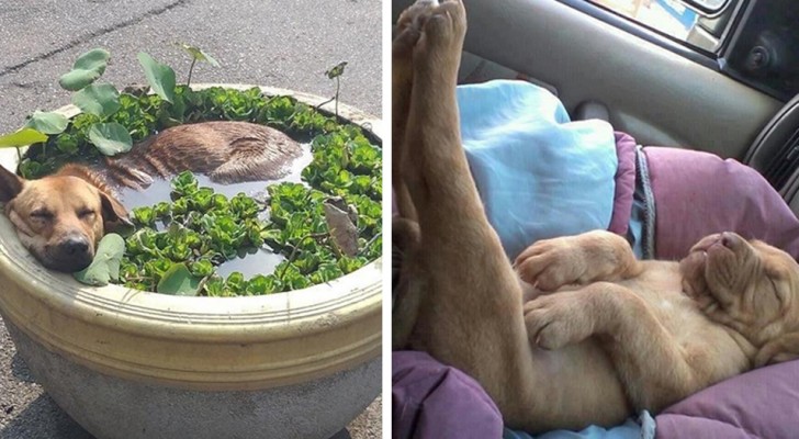 13 photos of pets that know how to deal with stress much better than some human beings
