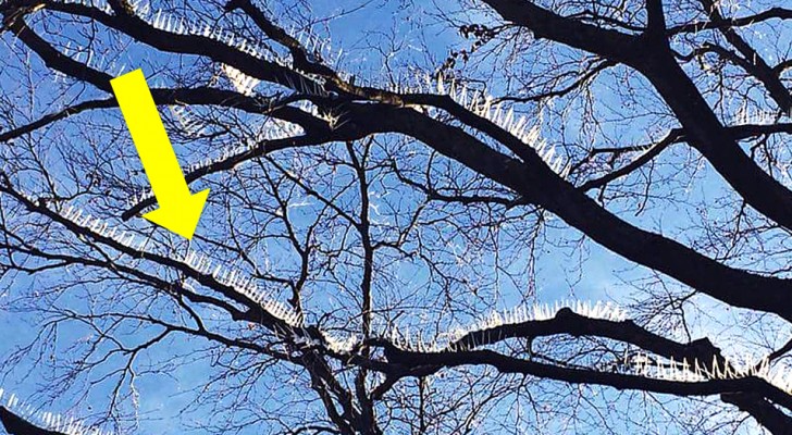 Om luxe auto's te beschermen, voorkomen deze scherpe pinnen dat vogels op de bomen gaan zitten