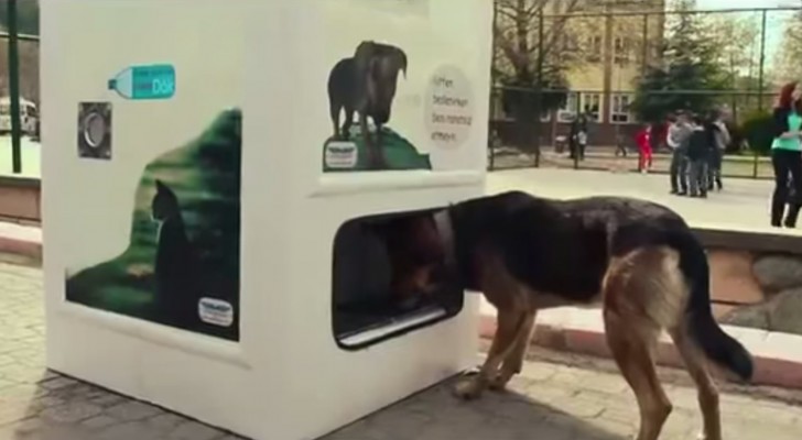 The ingenious invention that helps stray dogs and reduces pollution