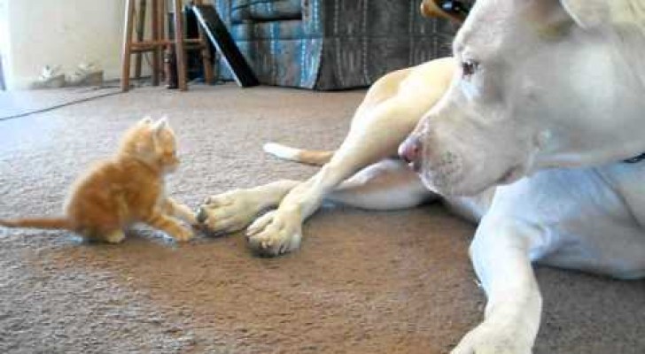 So reagiert dieser große Pitbull auf die Annäherungsversuche eines winzigen Kätzchens
