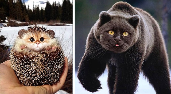 De kop van een kat en het lichaam van een ander dier: 20 angstaanjagende en tegelijkertijd grappige afbeeldingen