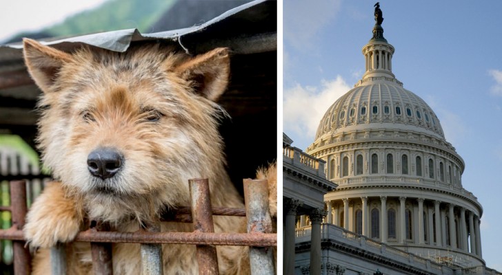USA: l'abuso intenzionale verso gli animali sarà un crimine perseguibile dalla legge federale