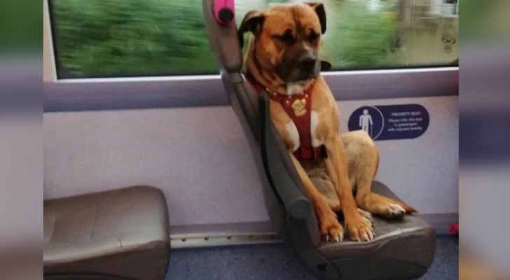 Questa cagnolina è salita da sola sull'autobus e ha aspettato il padrone che l'ha abbandonata