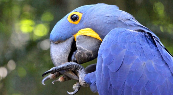 Nati 4 pulcini di ara blu, una specie in estinzione che rinasce dalle ceneri degli incendi in Amazzonia