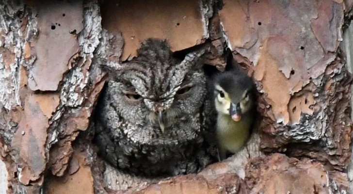 Questo gufo ha confuso un uovo di anatra con il suo e si è ritrovata a fare da mamma ad un anatroccolo