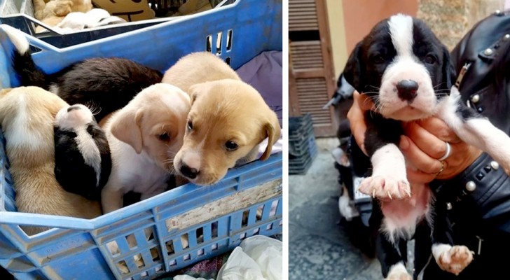 Napoli, salvati 9 cuccioli abbandonati all'interno di un cassonetto: adesso hanno tutti una nuova famiglia