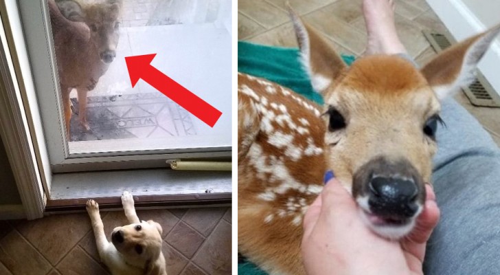 A woman forgets to close her porch door during a heavy storm and finds herself with 3 fawns in her living room