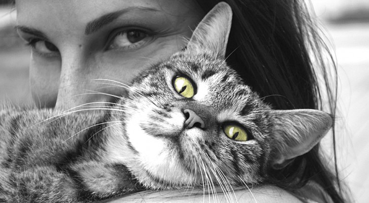 Le vibrazioni prodotte dalle fusa dei gatti hanno effetti terapeutici: un'analisi ne spiega i benefici