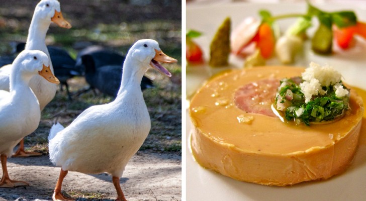 Zu viel Leid für Enten und Gänse: New York verbietet Foie Gras