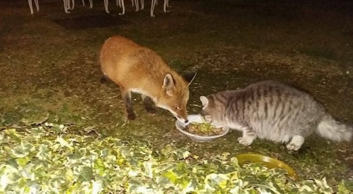 In un paesino in provincia di Como, una volpe e un gatto cenano insieme ogni sera mangiando dalla stessa ciotola