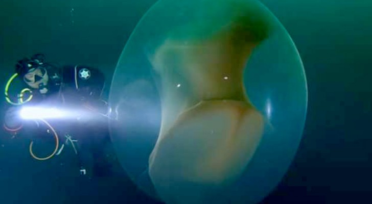 Un groupe de plongeurs a découvert une boule sous-marine transparente remplie de petits calmars