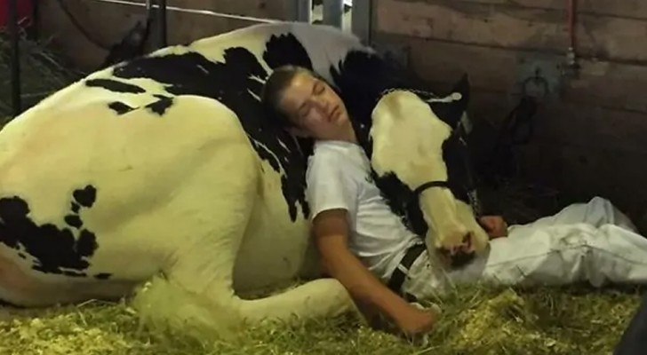 Nachdem sie einen Wettbewerb verloren haben, ruhen sich ein Junge und seine Kuh zusammen in einem Stall aus