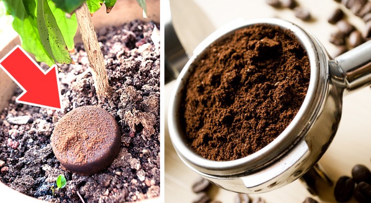 I fondi del caffè possono tornare utili in casa e per la cura del corpo: 12 modi in cui puoi riutilizzarli