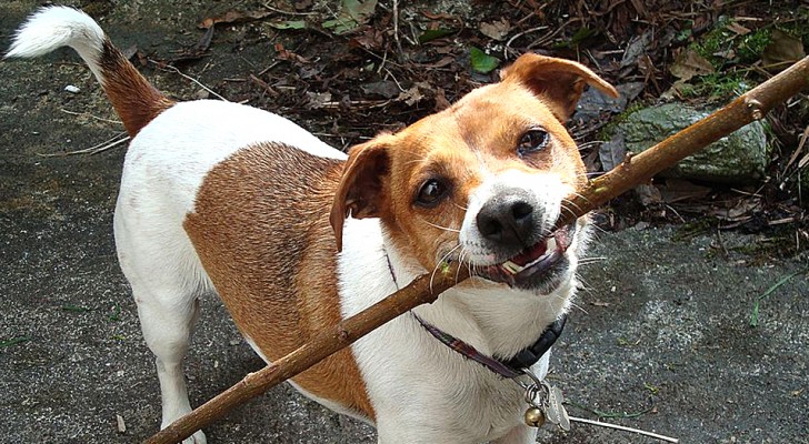 Geschenke, Gähnen und Spucke: 9 Arten, wie unsere Hunde versuchen, uns etwas zu sagen