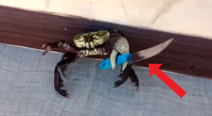Een krab verdedigt zichzelf door met een mes te zwaaien om te voorkomen dat hij wordt gekookt door de chef van het restaurant