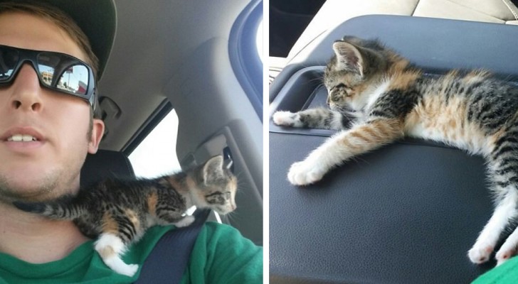 A truck driver allergic to cats rescues one from the road and then lets it sleep on his truck seat