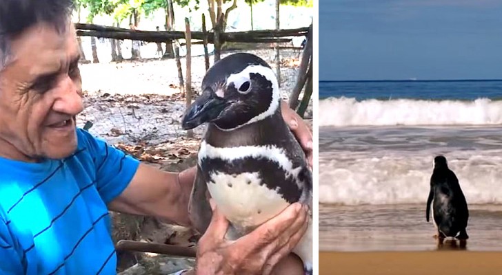 Every year this penguin swims for 5000 miles and returns to visit the man who saved him