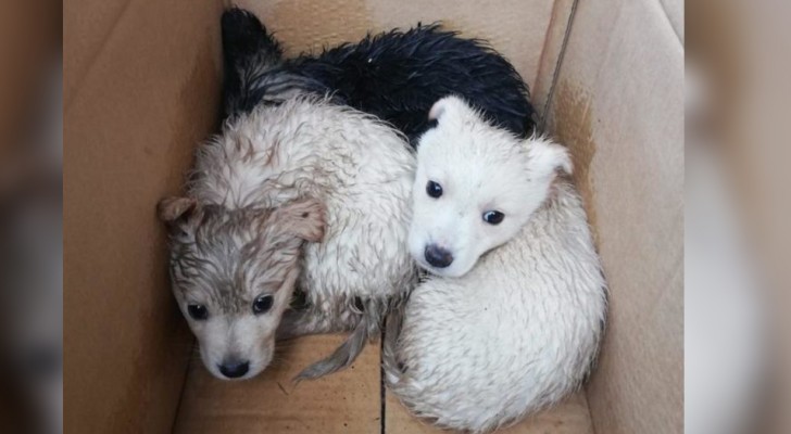 A Benevento, un netturbino salva 3 cuccioli di cane che erano stati abbandonati in un sacco della spazzatura