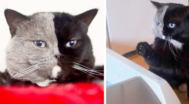 Il s'appelle Narnia et c'est un chat atteint de chimérisme : la moitié exacte de son corps est noire, l'autre est grise