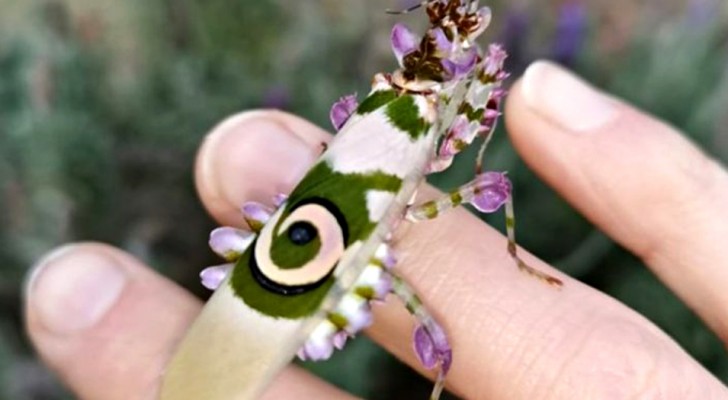 Diese Frau fand in ihrem Garten eine bezaubernde "Dornenblumen"- Heuschrecke