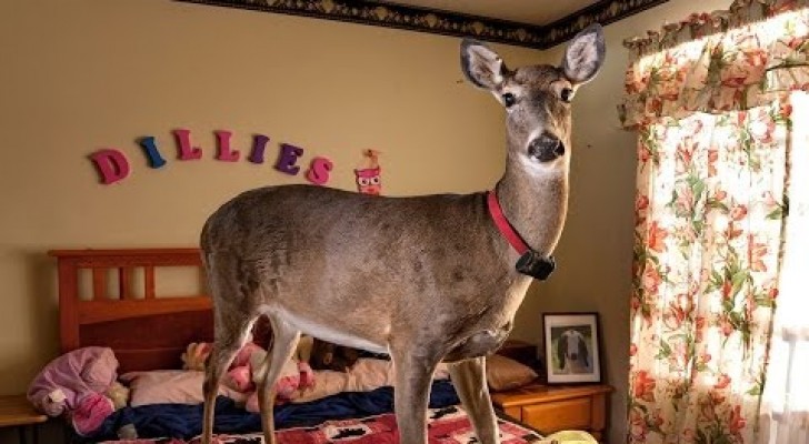 Dillie the Deer: an emotional story!