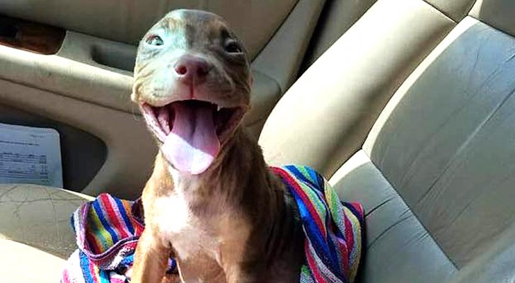 Dieser kleine Hund lächelt bezaubernd, als er das Tierheim verlässt, um zu seiner neuen Familie zu gehen