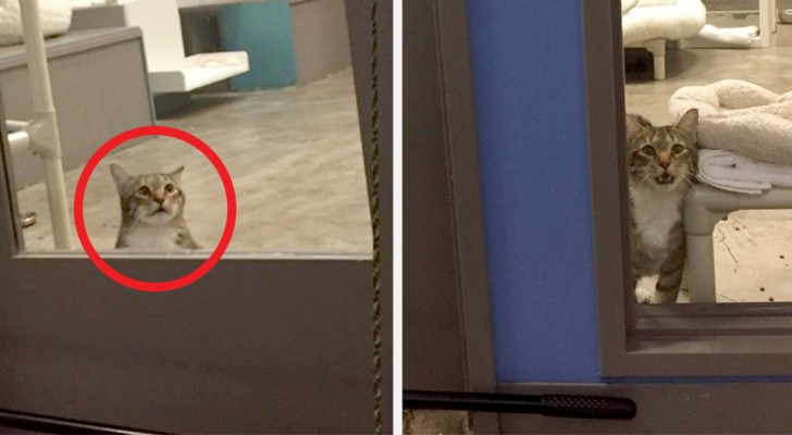 Este gato foi colocado em "isolamento" porque ajudava os outros a fugirem do refúgio