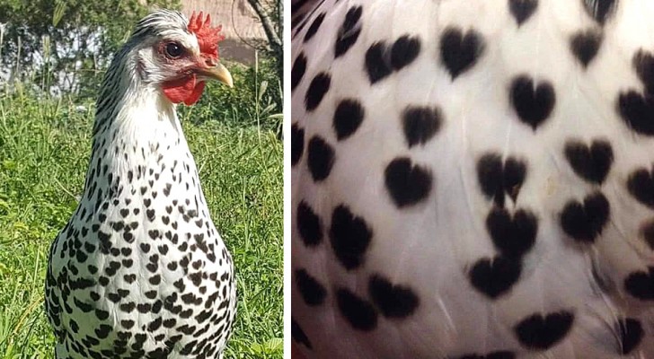 This hen with heart shapes on her feathers shows that nature knows how to surprise us in the most original ways