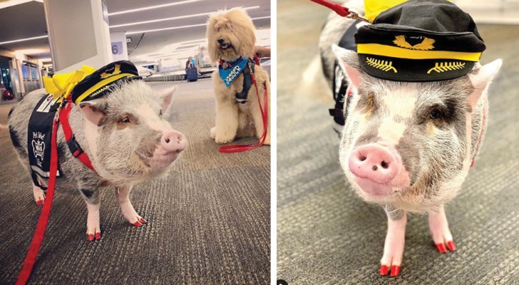 À l'aéroport de San Francisco, les voyageurs peuvent caresser LiLou, le premier porc thérapeutique au monde