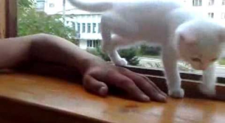 Ein besorgtes Kätzchen möchte nicht, dass sein Herrchen die Hand zu weit aus dem Fenster lehnt