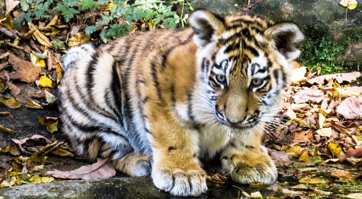 Buone notizie per la tigre del Bengala che rischia l'estinzione: in India sono nati 11 cuccioli
