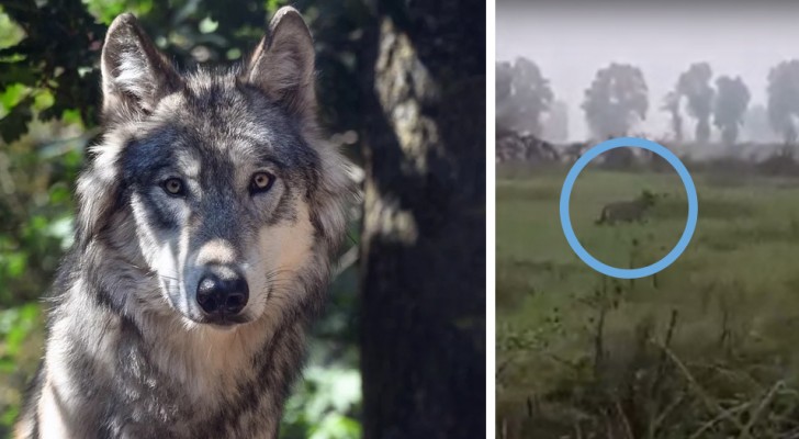 Avvistato un lupo solitario vicino Lodi: è la prima volta dopo oltre 250 anni